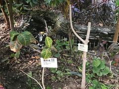 -呀路古热带植物园