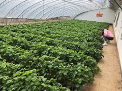 -大自然农场蔬菜草莓采摘园