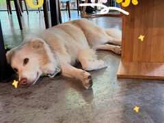 -了不起的考拉咖啡店(高新店)