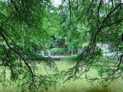 -深圳仙湖植物园