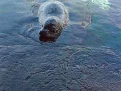 -西雅图水族馆