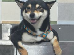 -全心全意连锁动物医院(加州店)