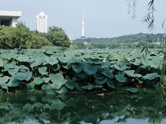 -月湖风景区