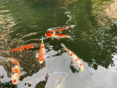 -星河湾半岛酒店-真粤中餐厅