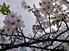 -新虹桥中心花园