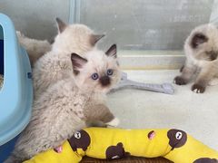 -糯米喵星人总部直营旗舰店·猫舍·幼猫出售