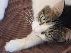 -momokira米努特·德文卷毛猫·棉花面纱犬