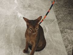 -张记灌饼(丰富路店)