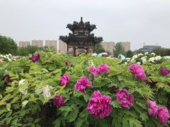 -曹州牡丹园
