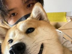 -是阿柴呀！柴犬咖啡·爱喵喵猫咖