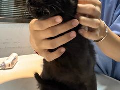 -御宝贝·A梦猫科宠物医院(国际猫友好医院)