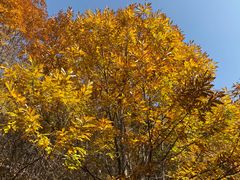-遵化市禅林寺古银杏风景园