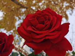 -北京稻香村(花市店)