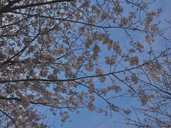 -高东镇樱花园