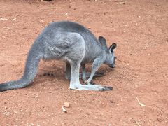 -费瑟代尔野生动物园