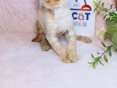 -十年猫舍·猫咪专门店(普陀店)