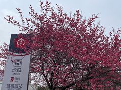 -梅花山(明孝陵内)