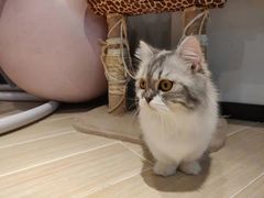 -momokira米努特·德文卷毛猫·棉花面纱犬