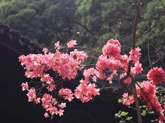 -天台山国清景区(国清寺)