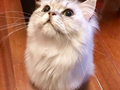 -PETKIT小佩宠物(古北店)