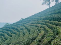 -十八棵（老龙井）御茶园(老龙井店)