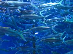 -成都浩海立方海洋公园