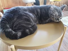 -猫的茶·猫咖