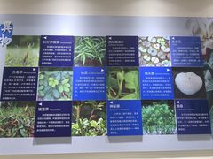 -昆明植物园