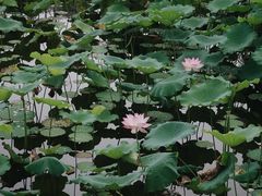 -荔湾湖公园