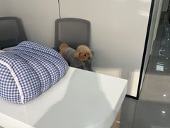 -诺比宠物医院心脏内科·泌尿肾内外科·骨科急重症