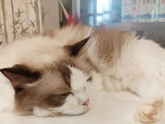 -楼上猫咖(罗湖店)