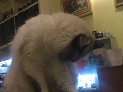-猫色咖啡·猫咖
