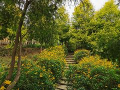 -紫颐香薰山谷景区