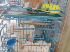 -山东柏宁水族批发广场