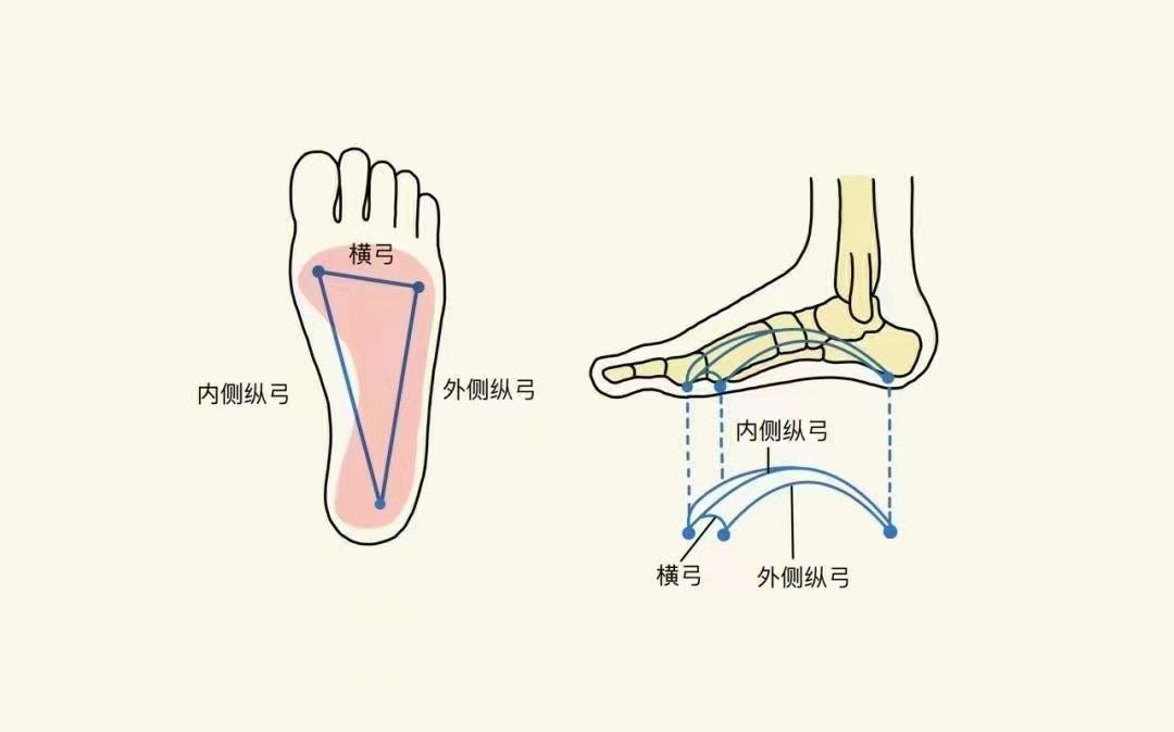 足弓你不知道的功能