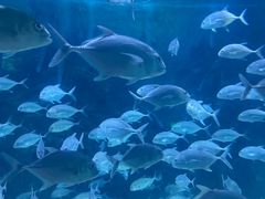 -烟台海昌鲸鲨海洋公园