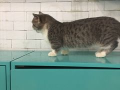 -萌喵宠狗爱心宠咖