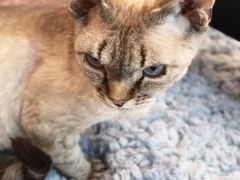 -momokira米努特·德文卷毛猫·棉花面纱犬