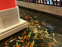-龙悦湾酒家·八阵鱼生·渔人码头店
