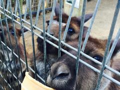 -费瑟代尔野生动物园