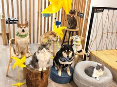 -柴迷FANS CLUB·柴犬狗咖·猫咖