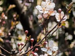 -高东镇樱花园
