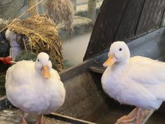 -火福·天湖阁大闸蟹博物馆主题餐厅(浅水湾店)