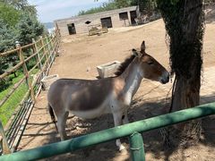 -青藏高原野生动物园