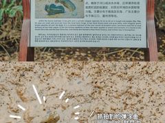 -大亚湾红树林城市湿地公园