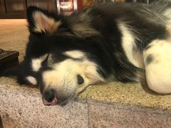 -more than meow吴止猫主题餐厅(承德 中船汇店)