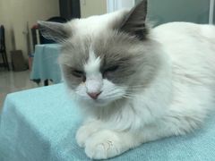 -鼓捣猫呢主题猫咖店
