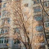 怒放