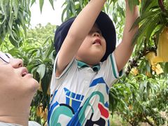 -老袁家蜜桃农场·阳山水蜜桃