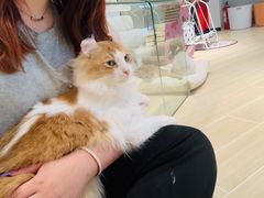 -momokira米努特·德文卷毛猫·棉花面纱犬
